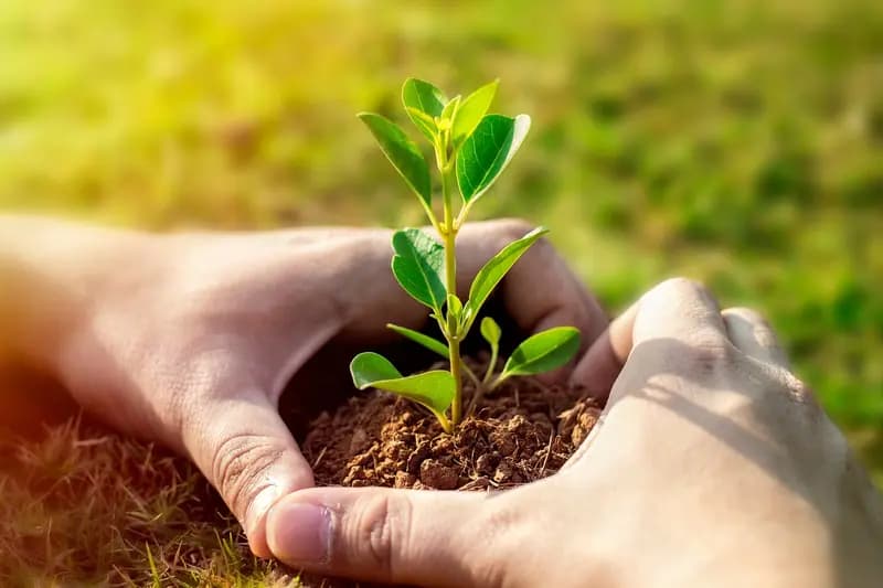 Plantaciones - Servicio profesional de jardinería en Madrid por Jardinería Jofeva